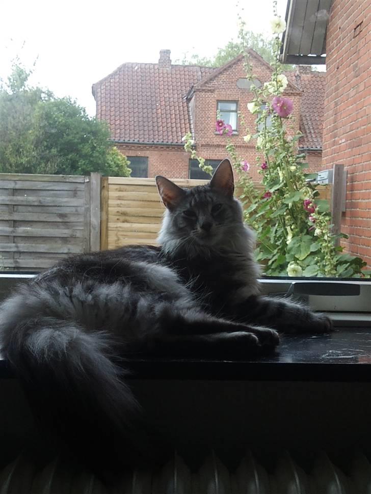 Norsk Skovkat 'Saya billede 8