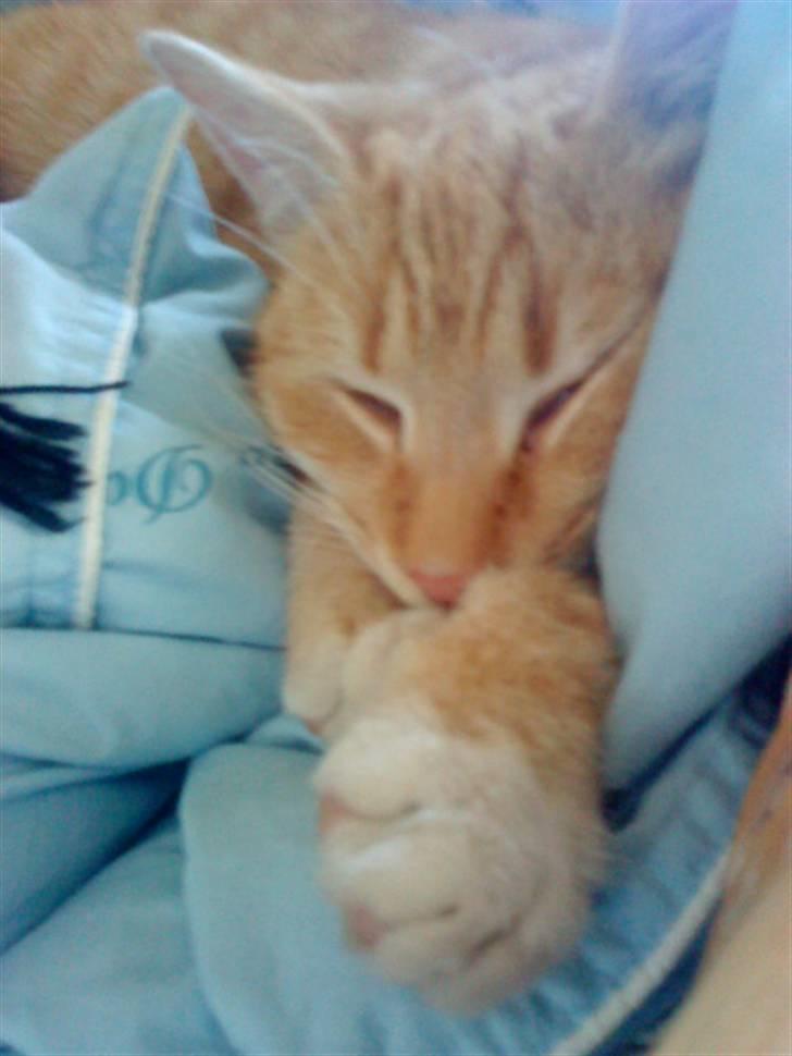 Huskat » Basse | R.I.P « - Velkommen til Basse´s profil (: | Flere billeder kommer, når de er fundet frem. billede 1