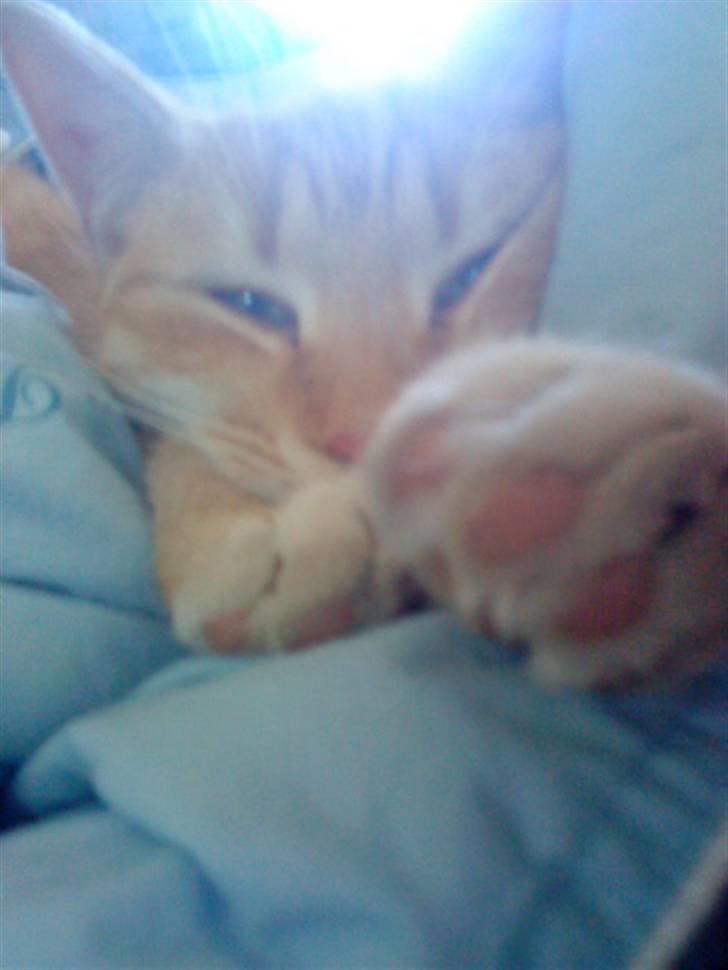 Huskat » Basse | R.I.P « billede 2