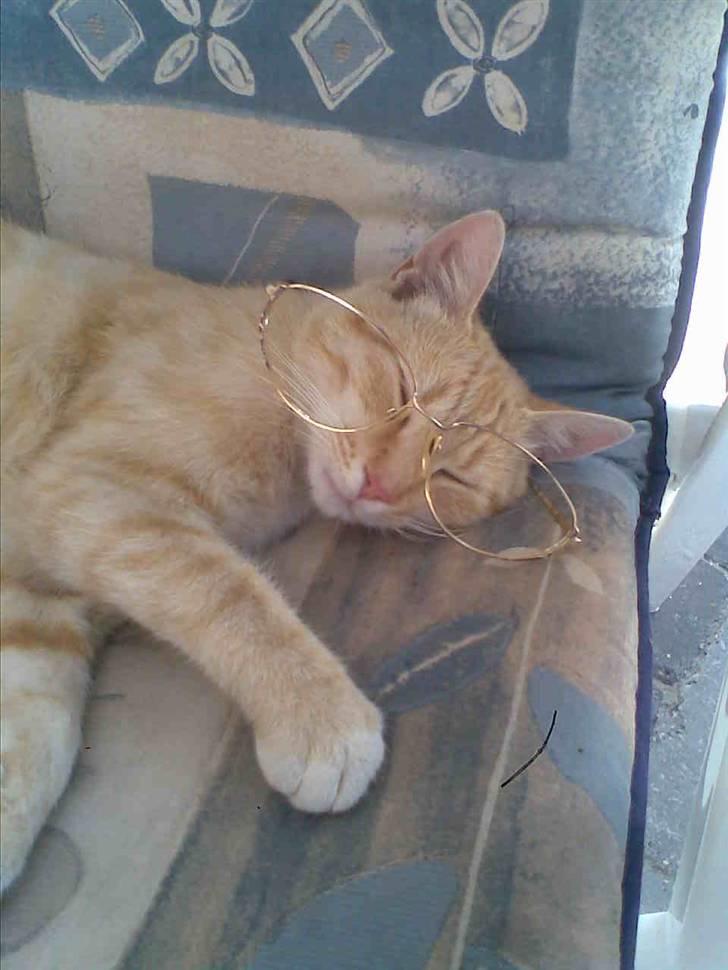 Huskat » Basse | R.I.P « billede 3