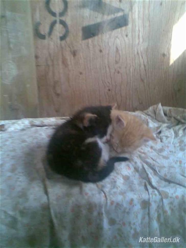 Huskat » Basse | R.I.P « billede 4