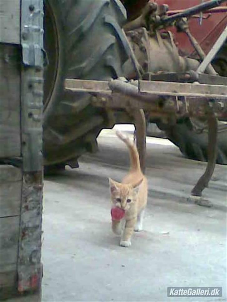 Huskat » Basse | R.I.P « billede 5