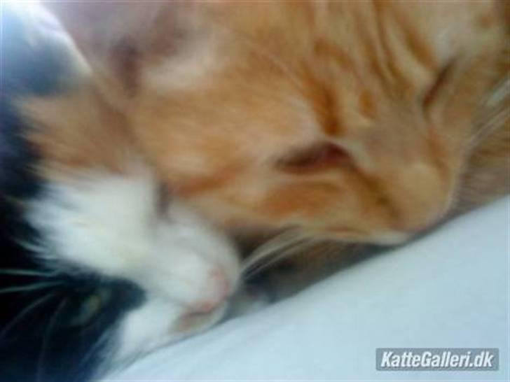 Huskat » Basse | R.I.P « billede 6