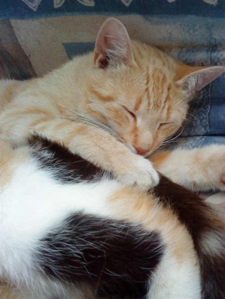 Huskat » Basse | R.I.P « billede 7