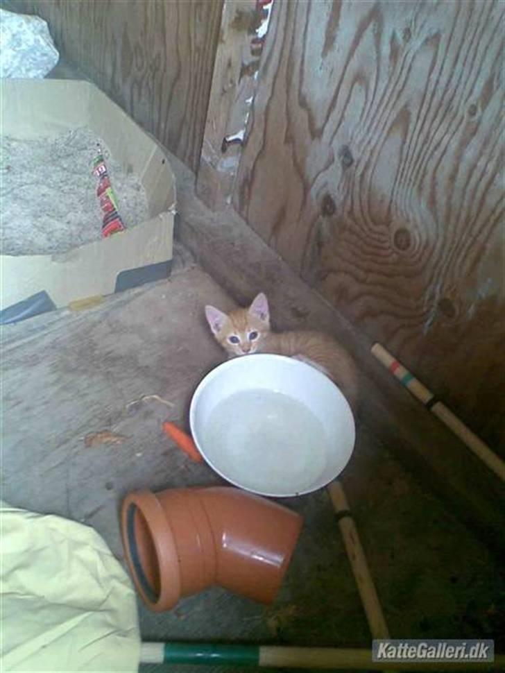 Huskat » Basse | R.I.P « billede 8