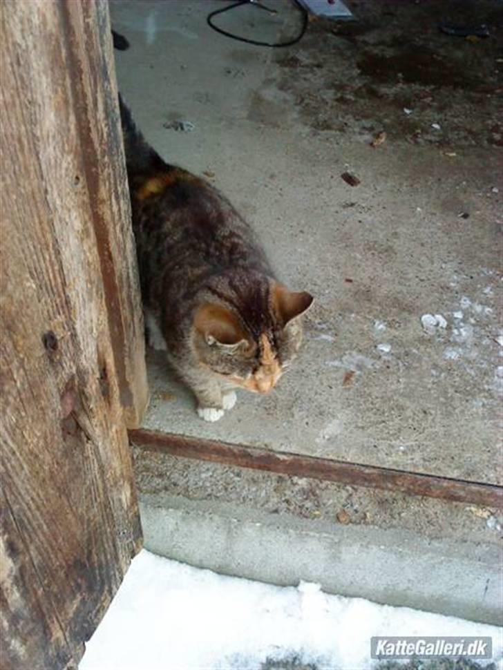 Huskat » Sorte | R.I.P « - Velkommen til Sorte´s profil | Flere billeder kommer når de er fundet frem. billede 1