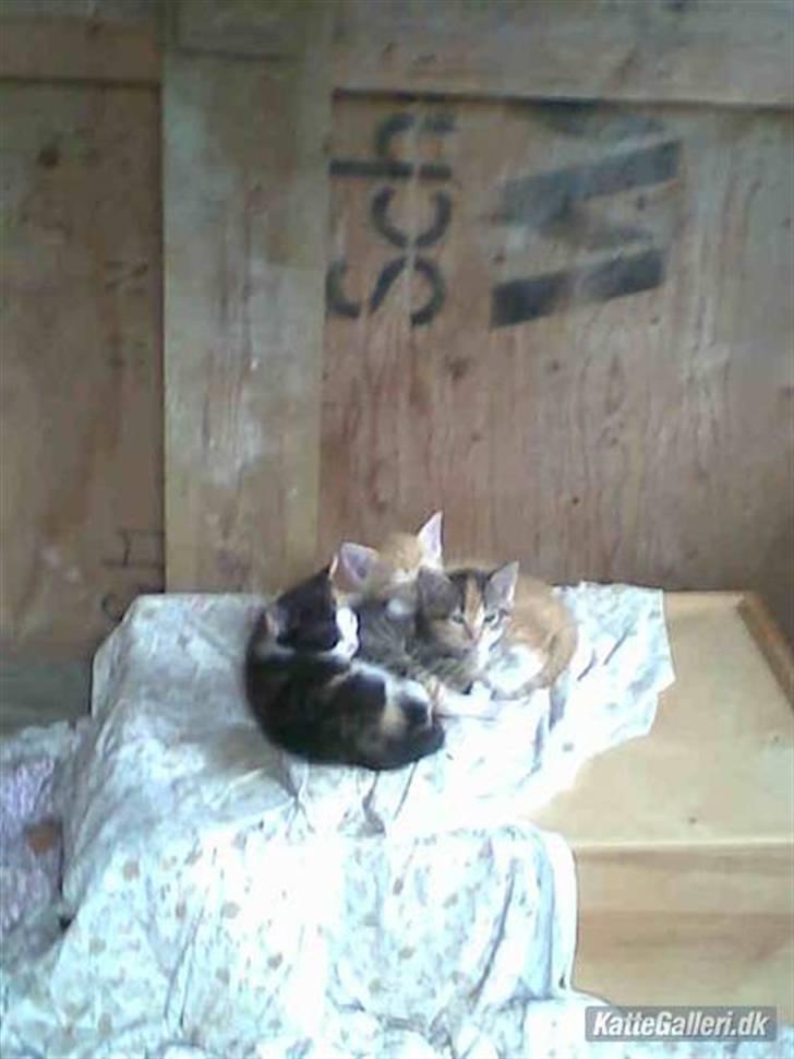 Huskat » Sorte | R.I.P « billede 2