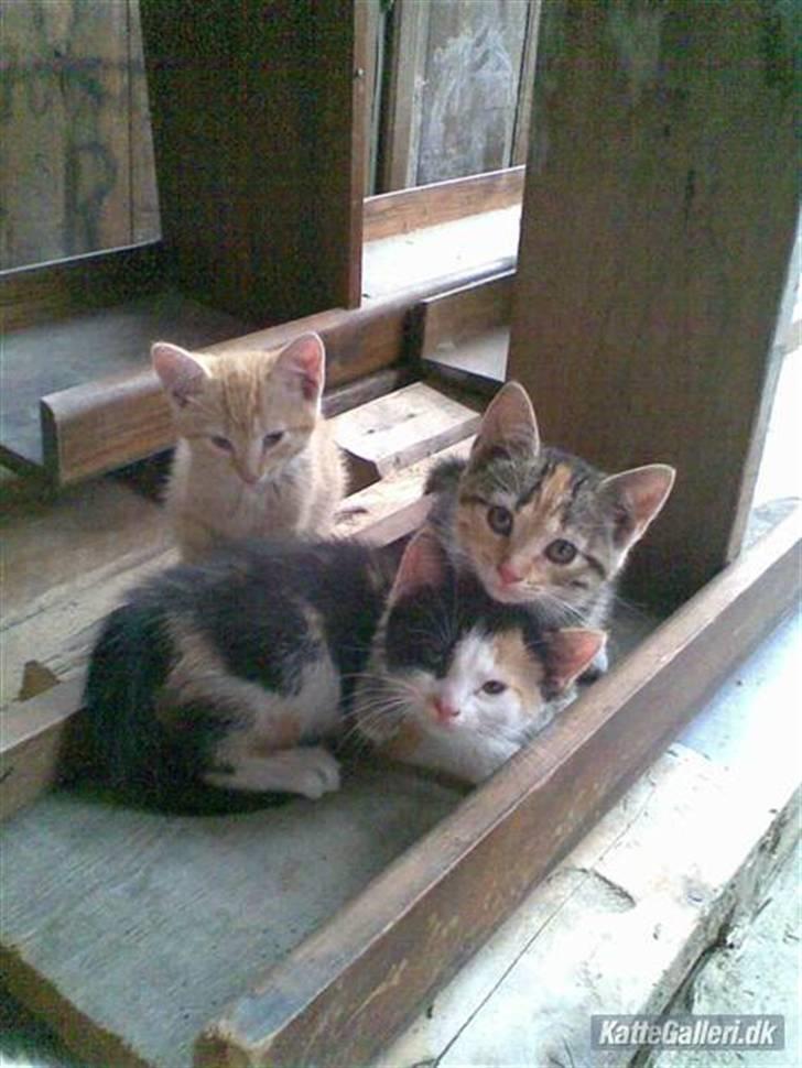 Huskat » Sorte | R.I.P « billede 3