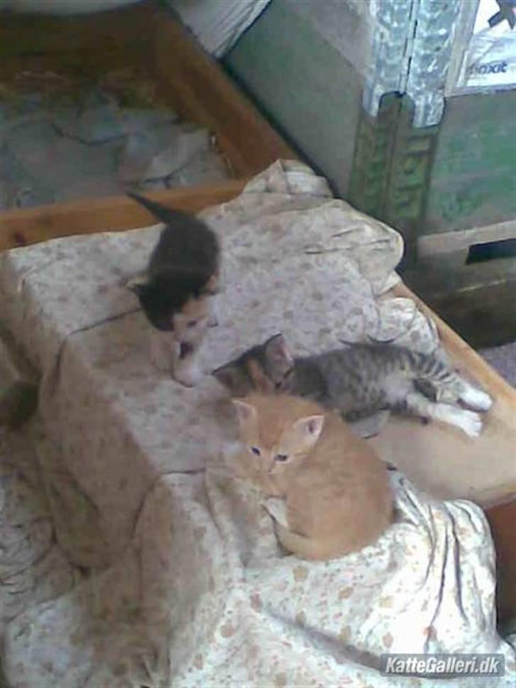 Huskat » Sorte | R.I.P « billede 4