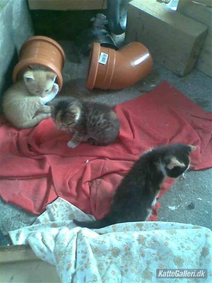 Huskat » Sorte | R.I.P « billede 5