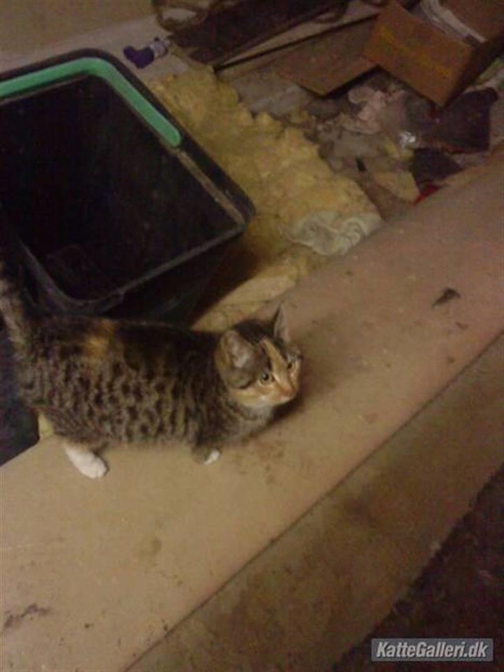 Huskat » Sorte | R.I.P « billede 6