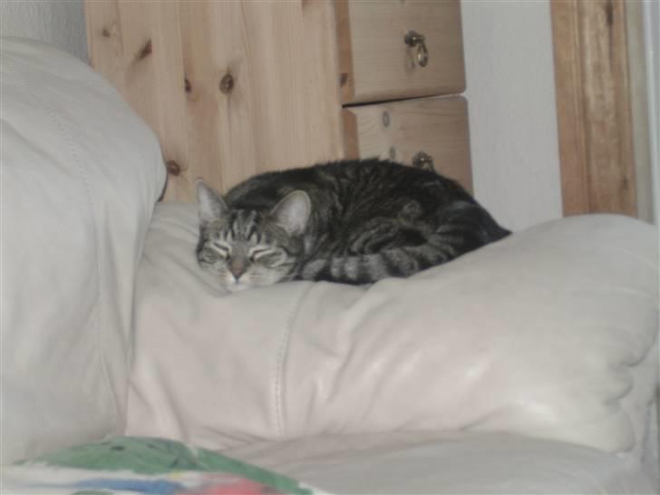 Huskat Max - Skønne Max. billede 1