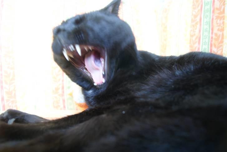 Huskat Baby/panter billede 17