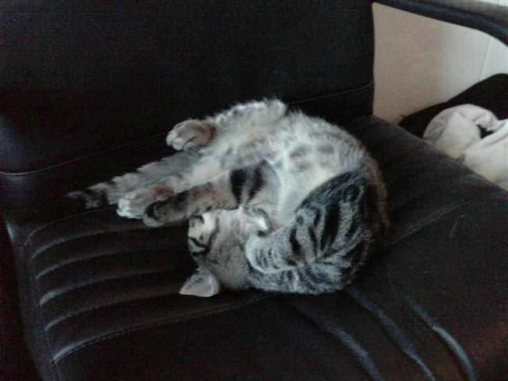 Blanding af racer lille mit billede 2