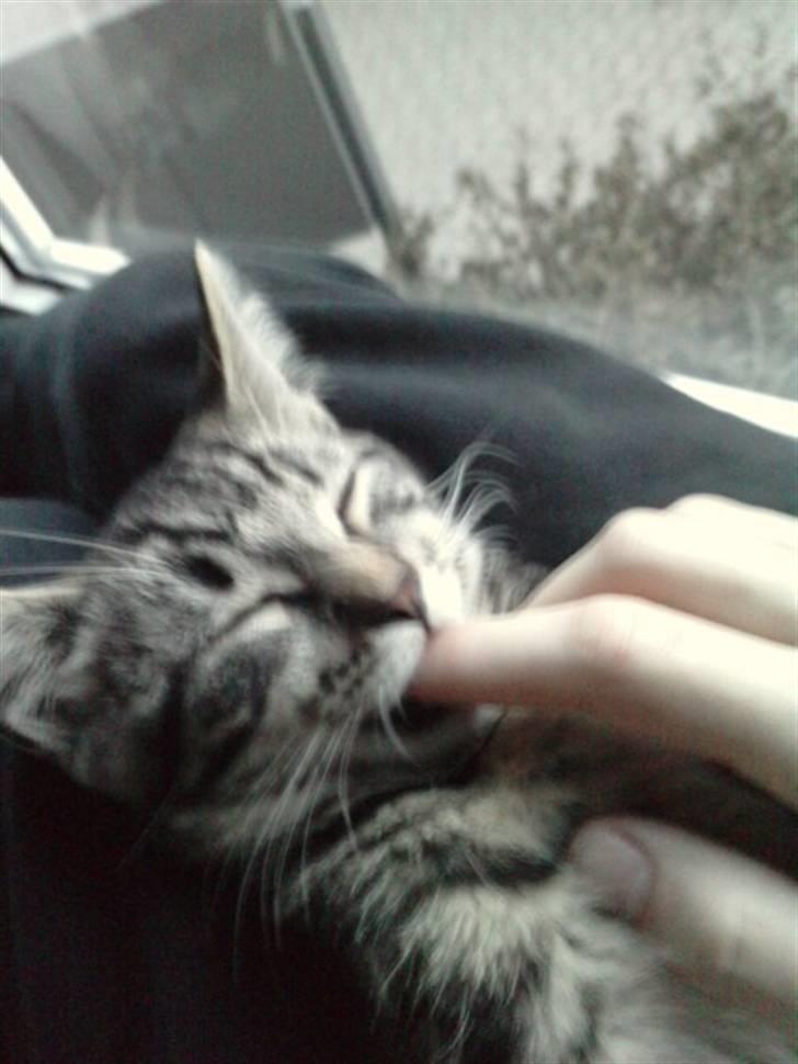 Blanding af racer lille mit billede 3