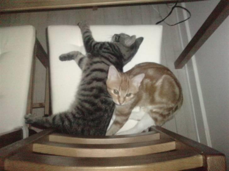 Blanding af racer lille mit billede 4