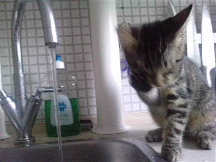 Blanding af racer lille mit billede 5