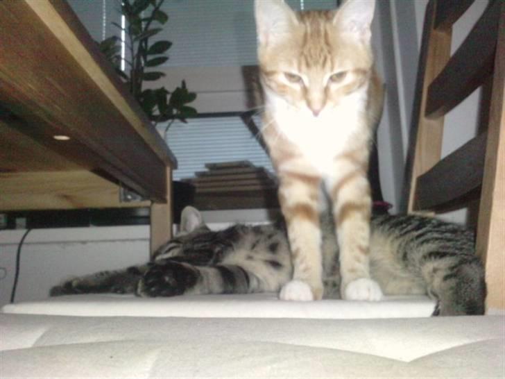 Blanding af racer lille mit billede 6