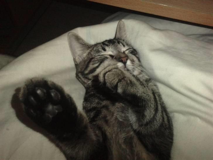 Blanding af racer lille mit billede 7