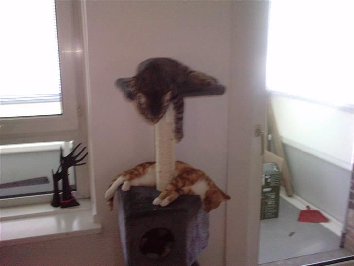 Blanding af racer lille mit billede 8