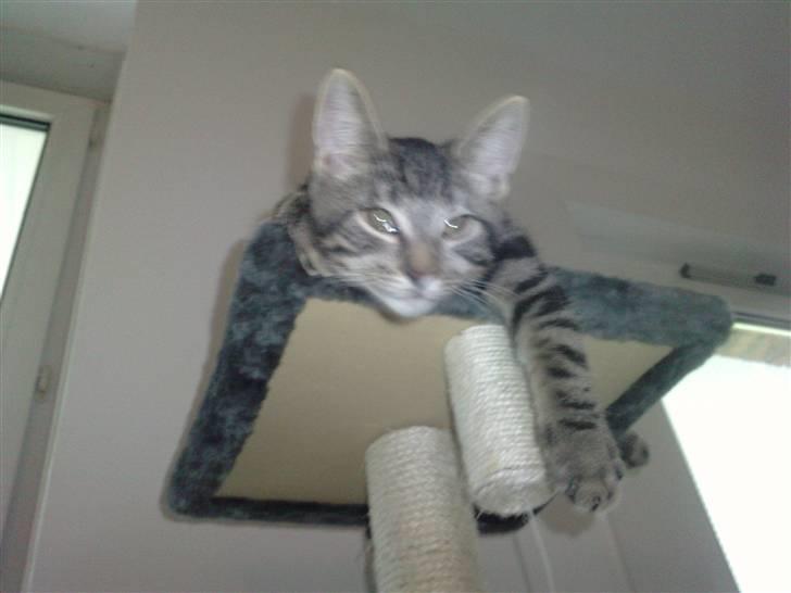 Blanding af racer lille mit billede 9