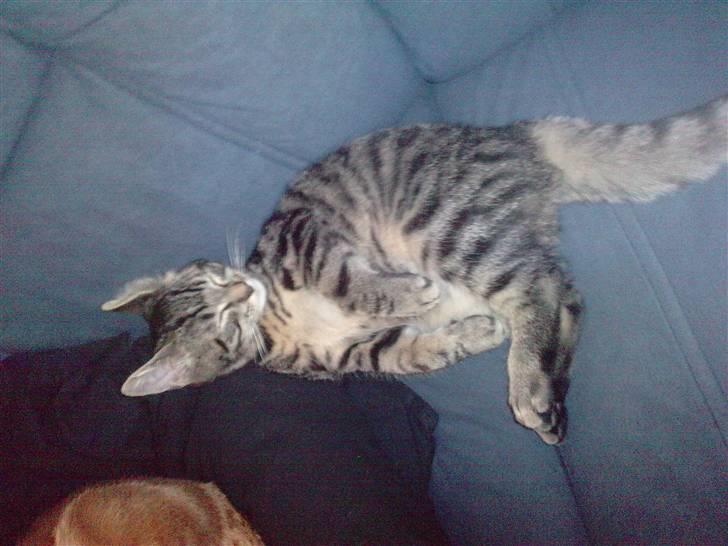 Blanding af racer lille mit billede 10