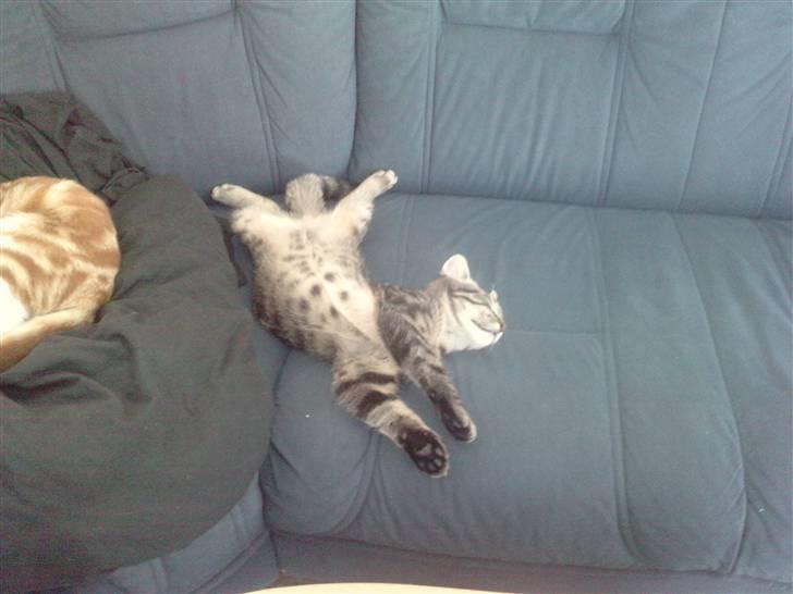 Blanding af racer lille mit billede 11