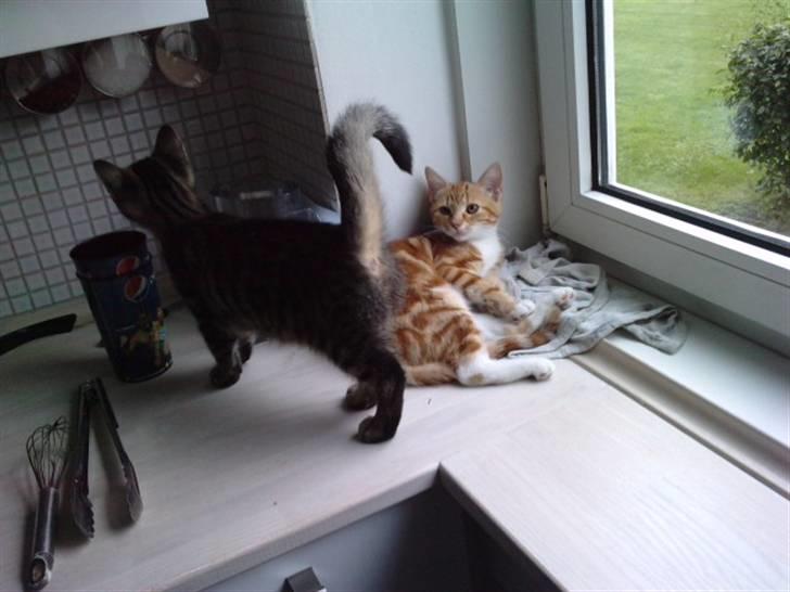 Blanding af racer lille mit billede 12