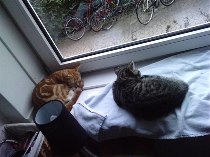 Blanding af racer lille mit billede 13