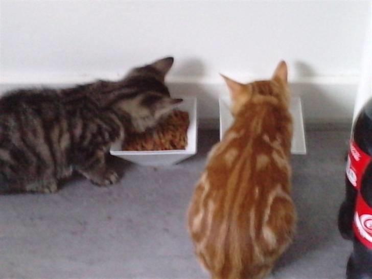 Blanding af racer lille mit billede 14