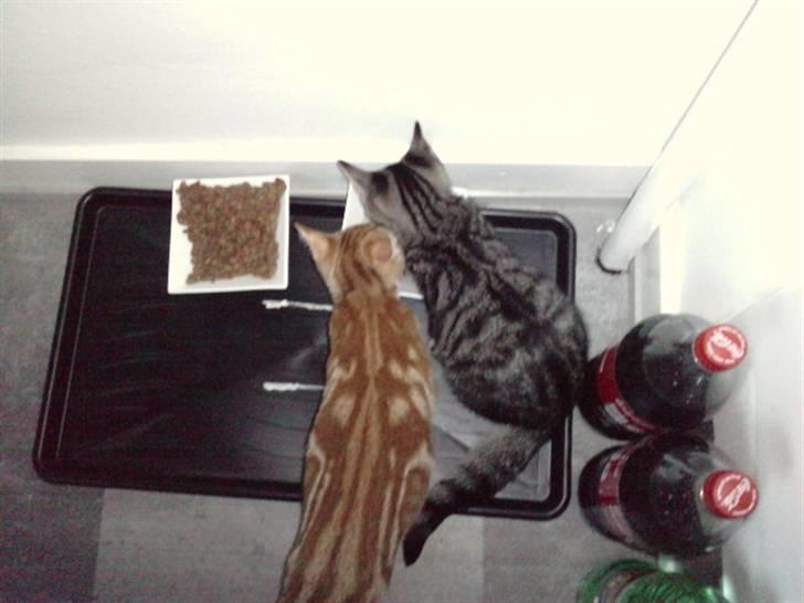 Blanding af racer lille mit billede 15