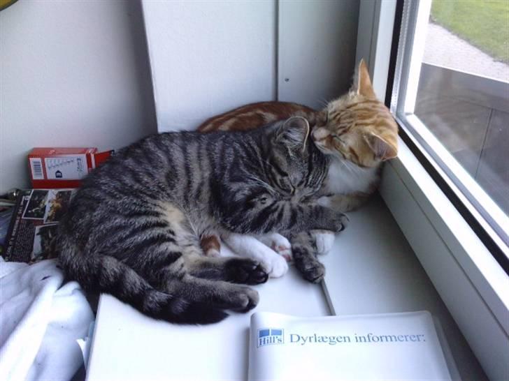 Blanding af racer lille mit billede 16