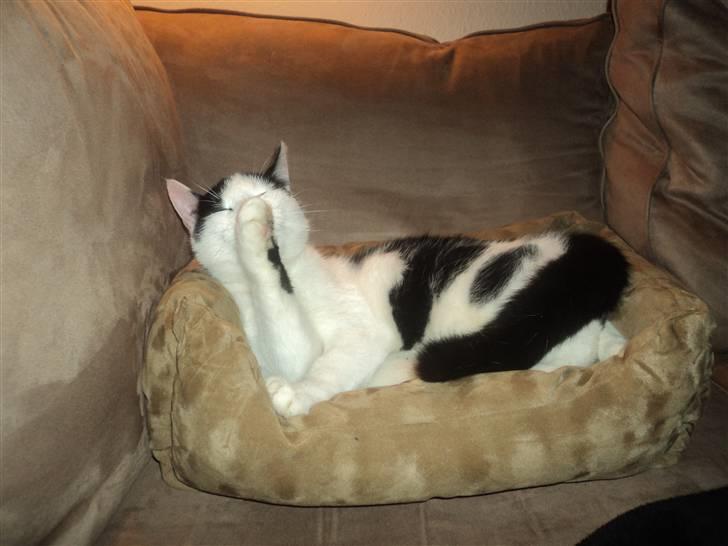 Huskat Anton - Anton i sin nye seng billede 8