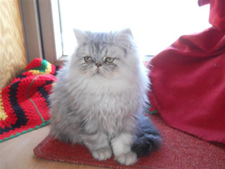 Perser santa billede 10