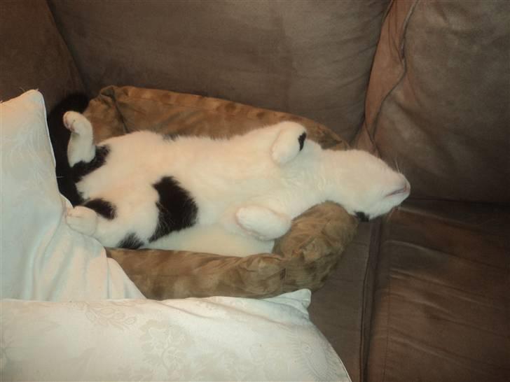 Huskat Anton billede 9