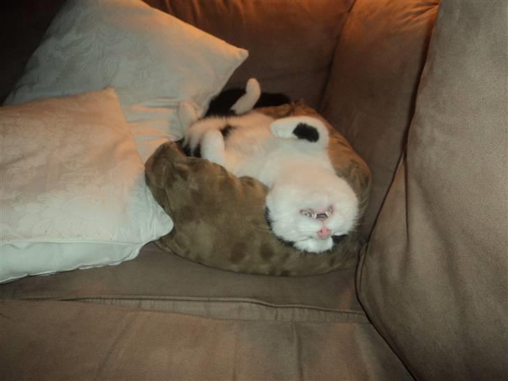 Huskat Anton - ja han sover tungt billede 10