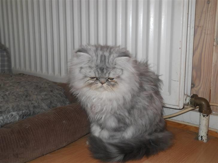 Perser santa billede 11