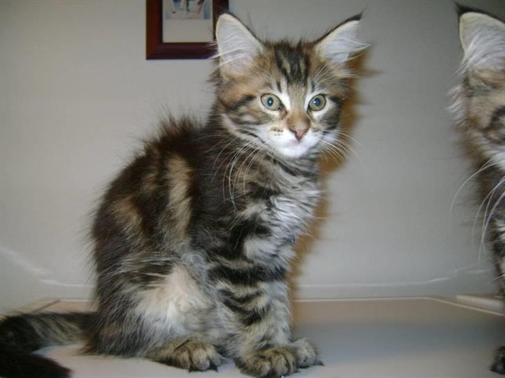 Maine Coon Simba billede 4