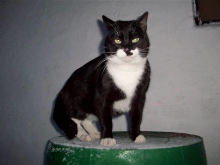 Blanding af racer Hutler billede 1