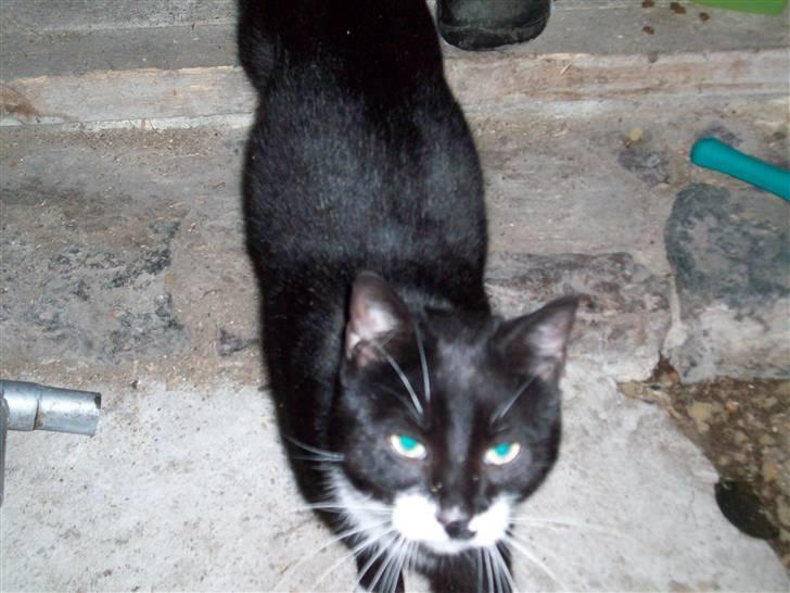 Blanding af racer Hutler billede 2