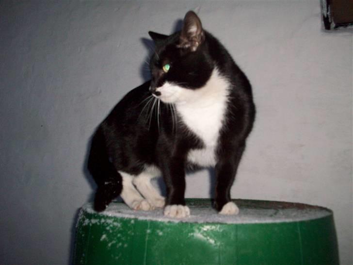 Blanding af racer Hutler billede 3