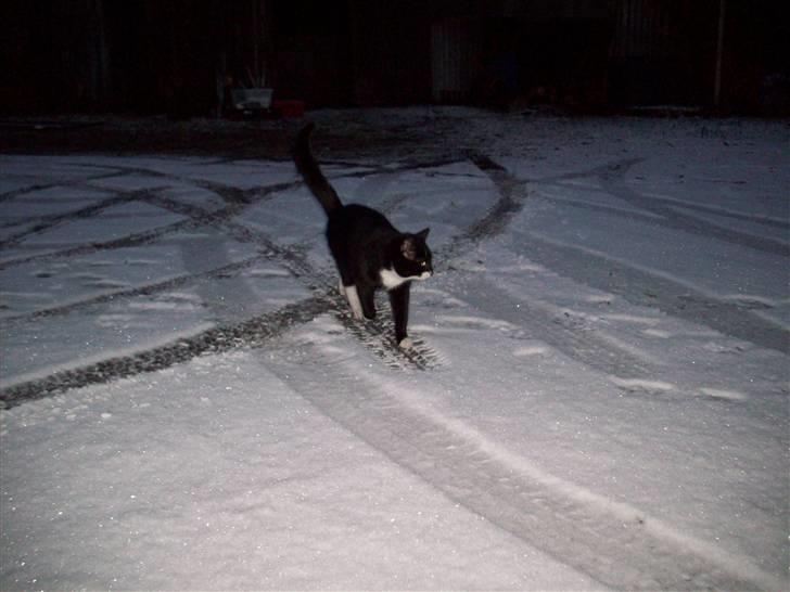 Blanding af racer Hutler billede 4