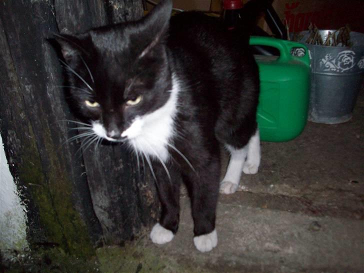 Blanding af racer Hutler billede 5