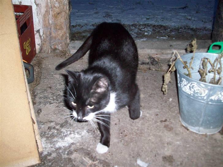 Blanding af racer Hutler billede 6