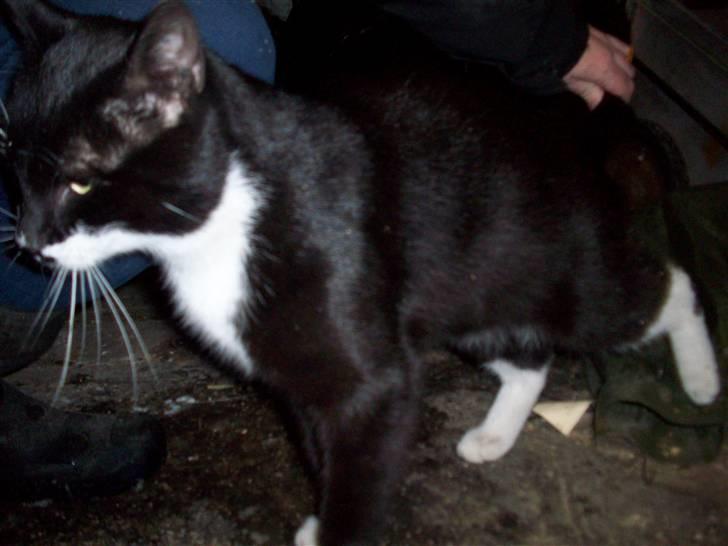 Blanding af racer Hutler billede 7