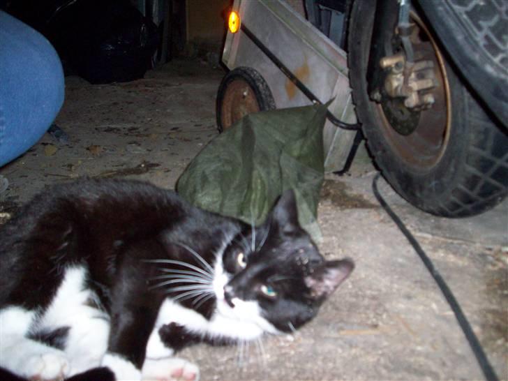 Blanding af racer Hutler billede 8