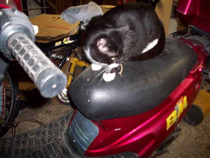 Blanding af racer Hutler billede 9