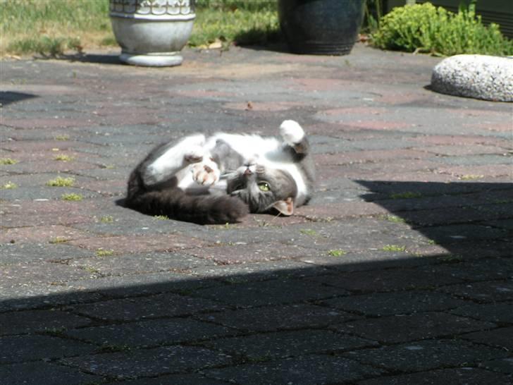 Blanding af racer Molly <3 Løbet væk billede 5