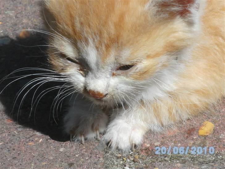 Huskat Lucas R.I.P billede 14