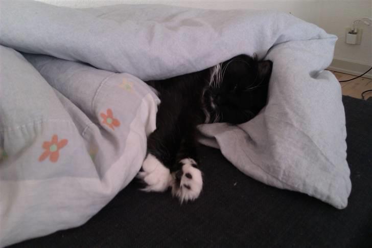 Blanding af racer Phoebe - hun kravlede selv ind og lavede en hule i dynen - ret sødt :) billede 15